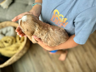 Handsome apricot with white male F1 Cockapoo puppy lovingly held by a young boy for the pups 2 week photo shoot at Chesley Hill Cockapoos NH Cockapoo breeder with Cockapoo puppies for sale to loving families in NH, Boston, Cape Cod, MA, Hartford, CT, Manhattan, Brooklyn, New York City, NY, Newport, RI, NJ, MD, Washington DC, Philadelphia, PA all of New England and the East Coast.