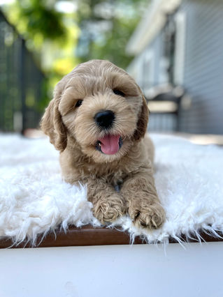 Handsome buff male Cockapoo puppy posing outside on a sunny summer day on a white faux fur rug for his final photo shoot at Chesley Hill Cockapoos a Cockapoo breeder in New England and just north of Boston.  
Chesley Hill Cockapoos Cockapoo Breeder Boston, Cockapoo Breeder New England.