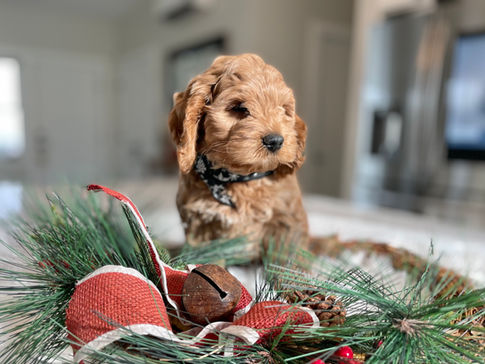 Handsome male Cockapoo puppy posed in a black and white Christmas bandana while sitting in a wreath for his last photo shoot at Chesley Hill Cockapoos, New England family Cockapoo breeder helping families in Boston, New York City, Hartford, Newark, Portsmouth, Cape Cod, New Haven, Providence, Portland, all of New England and the East Coast.