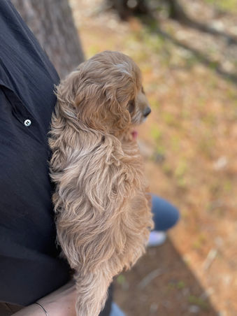 Beautiful light apricot with white markings female Cockapoo puppy during her outside photo shoot with blue skies and green budding trees as the backdrop.  She is being lovingly raised by Chesley Hill Cockapoos a premier family breeder of Cockapoo puppies in New England providing happy and healthy Cockapoo puppies to loving families in Boston, Massachusetts, NYC, CT, VT, NH, ME, RI, all of New England and the East Coast.