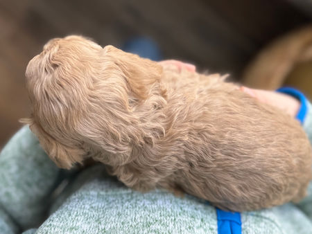 Hansdome male F1b Cockapo puppy for sale by Chesley Hill Cockapoos, New Hampshire's premier Cockapoo breeder with puppies for adoption to loving families in Connecticut, New York, Massachusetts, Rhode Island, New Hampshire, Philadelphia, Washington DC, all of New England and the East Coast.