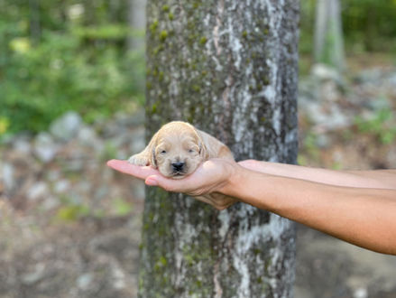 Buff male Cockapoo puppy lovingly held in the hands of the Chesley Hill Cockapoos family, for the pups 2 week photo shoot posed before moss covered trees and granite stone wall.  He is being raised by Chesley Hill Cockapoos in NH, a family breeder of Cockapoo puppies just north of Boston, Massachusetts.