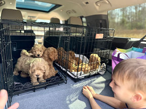 F1b Cockapoo puppies on a field trip while being lovingly raised by Chesley Hill Cockapoos, Cockapoo breeder within driving distance of New York, Rhode Island, New Jersey, Connecticut, Washington DC, Maryland, Maine, Vermont and New Hampshire.
