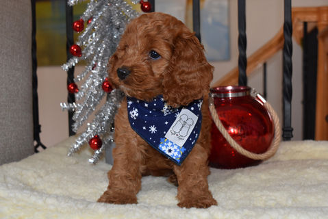 Female apricot Cockapoo puppy having a Christmas photo shoot, posed infront of a silver Christmas tree and red glass ornament.  She is wearing a winter themed doggie bandana. He is being raised by Chesley Hill Cockapoos, a boutique family breeder of Cockapoo puppies located in NH, providing happy and healthy Cockapoo puppies to loving families in Boston, NYC, New England and from the East to West Coast (as long as you can come meet us).