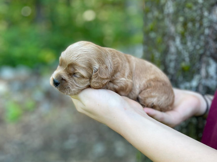 Male Cockapoo puppy lovingly held for his 2 week photo shoot at Chesley Hill Cockapoos, New England Cockapoo breeder providing happy and healthy Cockapoo puppies to families in Boston, Massachusetts, NYC, CT, RI, NH, VT, MD, all of New England and the East Coast.
