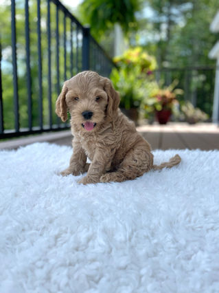 Handsome apricot male Cockapoo puppy posing outside on a sunny summer day on a white faux fur rug for his final photo shoot at Chesley Hill Cockapoos a Cockapoo breeder in New England and just north of Boston.  
Chesley Hill Cockapoos Cockapoo Breeders Massachusetts.