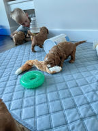 Apricot Cockapoo puppy happily playing while being raised by Chesley Hill Cockapoos a boutique family breeder of Cockapoo puppies in New England.