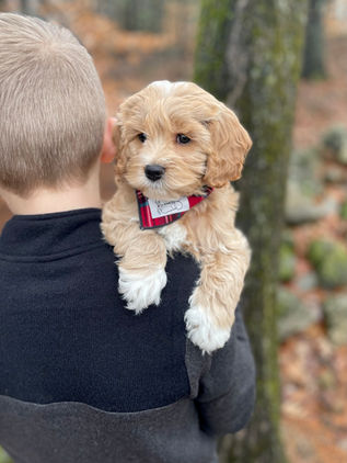 Handsome 8 week old cream with white markings male Cockapoo puppy lovingly held by a young boy during the pups outdoor photo shoot with backdrop of beautiful trees and fallen leaves.  He is being raised by Chesley Hill Cockapoos, New England Cockapoo breeder raising happy and healthy Cockapoo puppies for loving families in NH, MA, RI, CT, NJ, ME, VT, NY, Boston, New York City, Washington DC, all of New England and the East Coast.