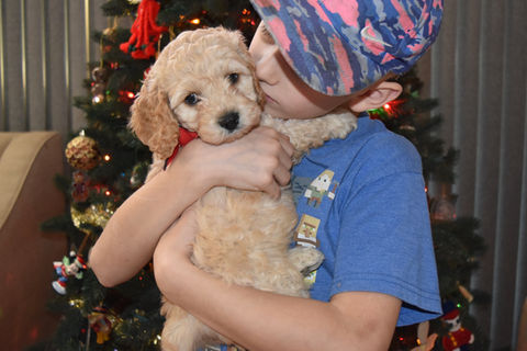 Buff male Cockapoo puppy with a dark black nose getting a smooch on his cheek by a blonde little boy.  He is being raised by Chesley Hill Cockapoos, a boutique family breeder of Cockapoo puppies located in NH, providing happy and healthy Cockapoo puppies to loving families in Boston, NYC, New England and from the East to West Coast (as long as you can come meet us).