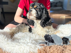 Cocker Spaniel lovingly raised as part of the Chesley Hill Cockapoos family in NH. Chesley Hill Cockapoos is a family breeder of Cockapoo puppies in NH, with Cockapoo puppies for sale to families in Boston, MA, Newark, NJ, Newport, RI, Hartford, CT, New York City, NY, Washington DC, MD, VT, ME, all of New England and the East Coast.