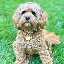 Cockapoo Puppy Boston Cockapoo Breeder New England