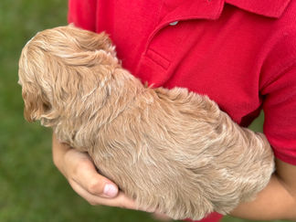 Handsome apricot with white markings F1 Cockapoo puppy lovingly held for his sunny summer 5 week puppy photo shoot at Chesley Hill Cockapoos NH Cockapoo breeder with Cockapoo puppies for sale to families in NH, MA, VT, CT, RI, ME, NJ, NY, PA, Washignton DC, MD, all of New England and the East Coast.