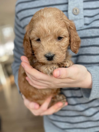 Male apricot Cockapoo puppy sweetly held by a young boy during the puppies 5 week photo shoot at Chesley Hill Cockapoos a family Cockapoo breeder located in NH, providing happy and healthy cockapoo puppies to families in Boston, Massachusetts, New England and all of the East Coast.