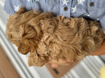 Adorable apricot with white markings F1 male Cockapoo puppy lovingly held during the puppies final photo shoot at Chesley Hill Cockapoos, Massachusetts premier Cockapoo breeder with Cockapoo puppies for sale to families in NH, ME, VT, CT, RI, NY, NYC, NJ, PA, MD, Washington DC, all of New England and the East Coast.