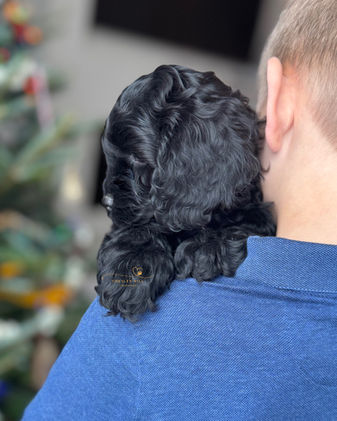 Black male F1 Cockapoo puppy lovingly raised in NH by Chesley Hill Cockapoos New York's premier Cockapoo breeder with Cockapoo puppies for sale to families in TX, CA, UT, OR, WA, FL, NC, MD, CT, RI, NY, PA, ME, VT, MA, NH all of New England and East Coast to West Coast.