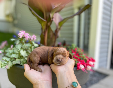 One week old, outdoor summer photo shoot for a litter of Cockapoo puppies being lovingly raised by Chesley Hill Cockapoos a New England based Cockapoo breeder who lovingly raises their Cockapoo puppies for families in NH, ME, VT, Boston, MA, NY, NYC, CT, RI, all of New England and the East Coast.