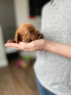 Red with white markings male cockapoo puppy lovingly held in a boys hands for the pups 2 week photo shoot at Chesley Hill Cockapoos, family Cockapoo breeder in NH providing happy and healthy Cockapoo puppies to loving families in Boston, Cape Cod, MA, Portsmouth, NH, Newark, NJ, NYC, Manhattan, NY, ME, VT, Hartford, CT, Newport, RI, all of New England and the East Coast.