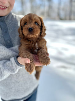 Handsome red male F1B Cockapoo puppy lovingly hed in the hands of a young boy during the pups 6 week outdoor photo shoot at Chesley Hill Cockapoos, New Hampshire Cockapoo breeder with Cockapoo puppies for sale to families in NYC, Manhattan, Brooklyn, New York, Providence, Rhode Island, Boston, Cape Cod, Massachusetts, Newport, Rhode Island, Portsmouth, NH all of New England and the East Coast.