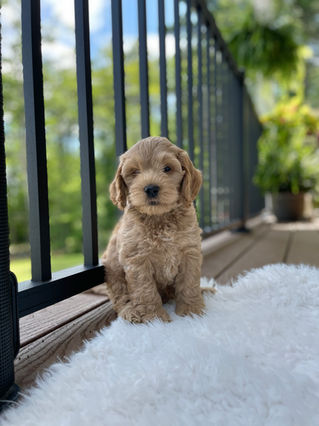 Handsome apricot male Cockapoo puppy posing outside on a sunny summer day on a white faux fur rug for his final photo shoot at Chesley Hill Cockapoos a Cockapoo breeder in New England and just north of Boston.  
Chesley Hill Cockapoos Cockapoo Breeders Massachusetts.