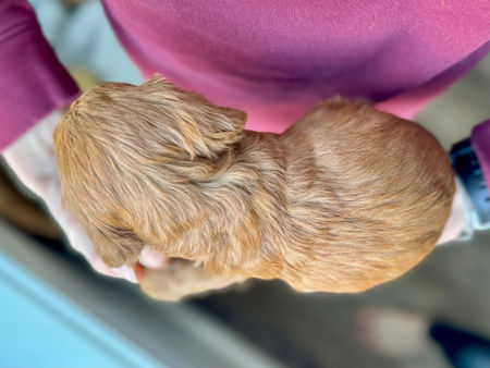 Beautiful female F1b Cockapo puppy for sale by Chesley Hill Cockapoos, New Hampshire's premier Cockapoo breeder with puppies for adoption to loving families in Connecticut, New York, Massachusetts, Rhode Island, New Hampshire, Philadelphia, Washington DC, all of New England and the East Coast.