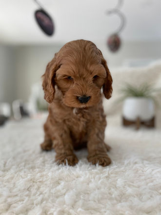 Adorable apricot male cockapoo puppy with white chest and black button nose posing adorably for his last photo shoot at Chesley Hill Cockapoos, a family breeder of Cockapoo puppies located in NH and providing happy and healthy Cockapoo puppies to loving families in Boston, Massachusetts, all of New England and the East Coast.