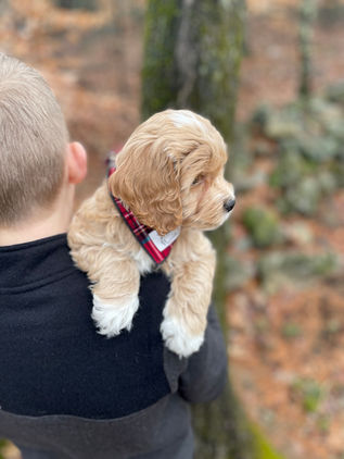 Handsome 8 week old cream with white markings male Cockapoo puppy lovingly held by a young boy during the pups outdoor photo shoot with backdrop of beautiful trees and fallen leaves.  He is being raised by Chesley Hill Cockapoos, New England Cockapoo breeder raising happy and healthy Cockapoo puppies for loving families in NH, MA, RI, CT, NJ, ME, VT, NY, Boston, New York City, Washington DC, all of New England and the East Coast.