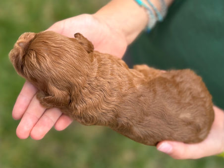F1b Cockapoo puppy lovingly held in a young boys hands during the pups 2 week photo shoot at Chesley Hill Cockapoos, New York City's premier Cockapoo breeder with Cockapoo puppies for sale to families in NH, MA, VT, ME, CT, RI, PA, NY, NYC, MD, Washington DC all of New England and the East Coast.
