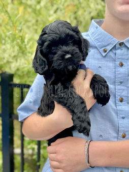 Black female F1 Cockapoo puppy lovingly raised by Chesley Hill Cockapoos Massachusetts premier Cockapoo breeder with Cockapoos puppies for sale to families in CT, NY, MA, VT, RI, NH, NJ, PA, MD, CA, FL, VA, ME, WA, OR, UT, CO, all of New England and East Coast to West Coast.