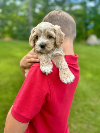 Handsome light apricot with white markings F1 Cockapoo puppy lovingly held for his sunny summer 5 week puppy photo shoot at Chesley Hill Cockapoos NH Cockapoo breeder with Cockapoo puppies for sale to families in NH, MA, VT, CT, RI, ME, NJ, NY, PA, Washignton DC, MD, all of New England and the East Coast.