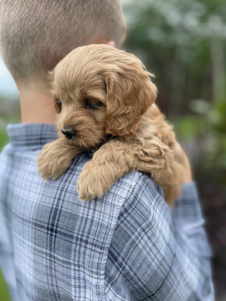 Beautiful apricot female Cockapoo puppy lovingly held for her 6 week outdoor photo shoot at Chesley Hill Cockapoos in New Hampshire. Chesley Hill Cockapoos is a family breeder of Cockapoo puppies in New England, helping families in Boston, Massachusetts, New Haven CT, RI, NJ, NYC, all of New England and the East Coast find their forever Cockapoo puppy.
