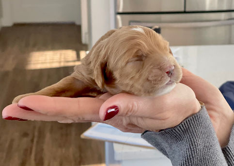 One week old, male apricot with white markings Cockapoo puppy being lovingly held for his first photo shoot.  Pups eyes are still closed and won't open until he's two weeks of age.  He is being raised by Chesley Hill Cockapoos a boutique Cockapoo family breeder located in NH, providing happy and healthy Cockapoo puppies to loving  families in Boston, NYC, all of New England and the East Coast.