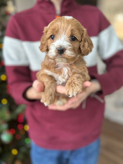 F1 Cockapoo puppy lovingly held by a young boy for the pups 4 weeks photo shoot at Chesley Hill Cockapoos, NH premier Cockapoo puppy breeder with Cockapoo puppies for sale to loving families in Boston, Cape Cod, Massachusetts, Manhattan, Brooklyn, New York City, New York, Newport, Rhode Island, Porstmouth, New Hampshire, Hartford, Connecticut, Maine, Vermont, Philadelphia, PA, Washington DC, Virginia all of New England and the East Coast.