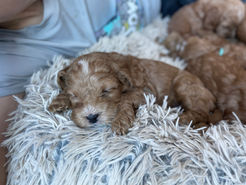Apricot Cockapoo puppy sleeping on an earthtoned dog bed while being raised by Chesley Hill Cockapoos a boutique family breeder of Cockapoo puppies in New England.