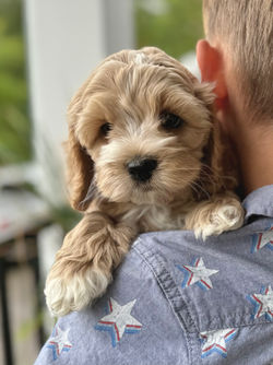 Adorable apricot with white markings F1 male Cockapoo puppy lovingly held by a young boy during the puppies final photo shoot at Chesley Hill Cockapoos, Massachusetts premier Cockapoo breeder with Cockapoo puppies for sale to families in NH, ME, VT, CT, RI, NY, NYC, NJ, PA, MD, Washington DC, all of New England and the East Coast.