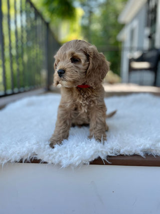 Handsome apricot male Cockapoo puppy posing outside on a sunny summer day on a white faux fur rug for his final photo shoot at Chesley Hill Cockapoos a Cockapoo breeder in New England and just north of Boston.  
Chesley Hill Cockapoos Cockapoo Breeders Massachusetts.