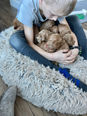Cockapoo puppies playing in an enriched and loving environment while being raised by Chesley Hill Cockapoos a family breeder in New England.
