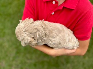 Handsome apricot with white markings F1 Cockapoo puppy lovingly held for his sunny summer 5 week puppy photo shoot at Chesley Hill Cockapoos NH Cockapoo breeder with Cockapoo puppies for sale to families in NH, MA, VT, CT, RI, ME, NJ, NY, PA, Washignton DC, MD, all of New England and the East Coast.