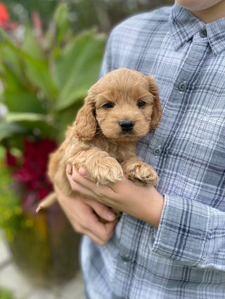 Handsome male Cockapoo puppy lovingly held for his 6 week photo shoot outdoors in NH. He is being lovingly raised by Chesley Hill Cockapoos family breeder of Cockapoo puppies in NH providing happy and healthy Cockapoo puppies to families in NH, MA, RI, CT, NYC, NJ, MD, FL, ME, VT, all of New England and the East Coast.