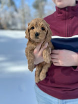 F1b Cockapoo puppy for sale New Hampshire, New York, Connecticut, Massachusetts, Rhode Island, New Jersey, Maine, Vermont, Philadelphia, Washington DC, Maryland, all of New England and the East Coast.