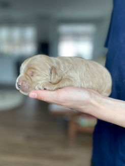 Light apricot male cockapoo puppy lovingly held in the hands of a boy for his first photo shoot at Chesley Hill Cockapoos NH Cockapoo puppy breeder lovingly raising Cockapoo puppies for families in NH, Boston, Cape Cod, MA, VT, RI, Hartford, CT, Manhattan, NYC, NY, Washington DC, MD, all of New England and the East Coast.