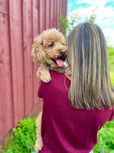 Handsome red Miniature Poodle enjoying life as part of the Chesley Hill Cockapoos team. Chesley Hill Cockapoos is a New England based Cockapoo breeder providing happy and healthy Cockapoo puppies to loving families in NH, ME, MA, Boston, VT, RI, CT, NY, NYC, all of New England and the East Coast.