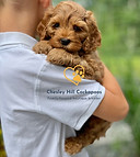 Health Tested Cockapoo Puppies Massachusetts Chesley Hill Cockapoos