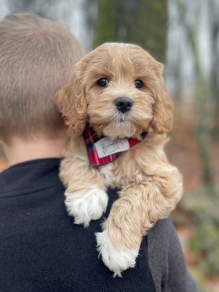 Handsome 8 week old cream with white markings male Cockapoo puppy lovingly held by a young boy during the pups outdoor photo shoot with backdrop of beautiful trees and fallen leaves.  He is being raised by Chesley Hill Cockapoos, New England Cockapoo breeder raising happy and healthy Cockapoo puppies for loving families in NH, MA, RI, CT, NJ, ME, VT, NY, Boston, New York City, Washington DC, all of New England and the East Coast.