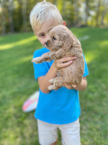 Handsome male F1 Cockapoo puppy lovingly held by a little boy outdoors in NH on a lovely fall day. The pup is being raised by Chesley Hill Cokapoos, New England's premier Cockapoo breeder raising Cockapoo puppies for families in Connecticut, Rhode Island, New York, Maine, New Hampshire, Vermont, Maine, New Jersey, Washington DC, Maryland, all of New England and the East Coast.