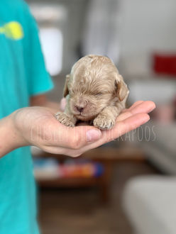 Apricot F1b Cockapoo puppy lovingly raised by Chesley Hill Cockapoos NH's premier Cockapoo breeder with Cockapoo puppies for sale to families in Boston, MA, Manhattan, NY, NYC, NY, Hartford, CT, Philadelphia, PA, Portsmouth, NH, ME, VT, RI, NJ, MD, Washington DC all of New England and the East Coast.