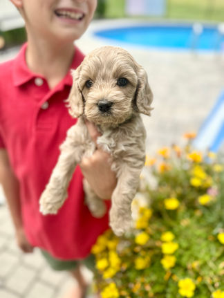 Handsome apricot with white markings F1 Cockapoo puppy lovingly held for his sunny summer 5 week puppy photo shoot at Chesley Hill Cockapoos NH Cockapoo breeder with Cockapoo puppies for sale to families in NH, MA, VT, CT, RI, ME, NJ, NY, PA, Washignton DC, MD, all of New England and the East Coast.