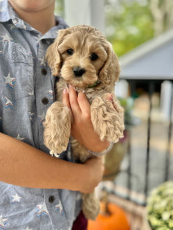 Adorable apricot with white markings F1 male Cockapoo puppy lovingly held during the puppies final photo shoot at Chesley Hill Cockapoos, Massachusetts premier Cockapoo breeder with Cockapoo puppies for sale to families in NH, ME, VT, CT, RI, NY, NYC, NJ, PA, MD, Washington DC, all of New England and the East Coast.