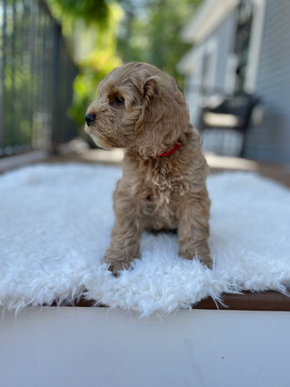 Handsome apricot male Cockapoo puppy posing outside on a sunny summer day on a white faux fur rug for his final photo shoot at Chesley Hill Cockapoos a Cockapoo breeder in New England and just north of Boston.  
Chesley Hill Cockapoos Cockapoo Breeders Massachusetts.