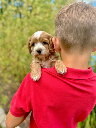 Handsome apricot with white markings F1 Cockapoo puppy lovingly held for his sunny summer 5 week puppy photo shoot at Chesley Hill Cockapoos NH Cockapoo breeder with Cockapoo puppies for sale to families in NH, MA, VT, CT, RI, ME, NJ, NY, PA, Washignton DC, MD, all of New England and the East Coast.