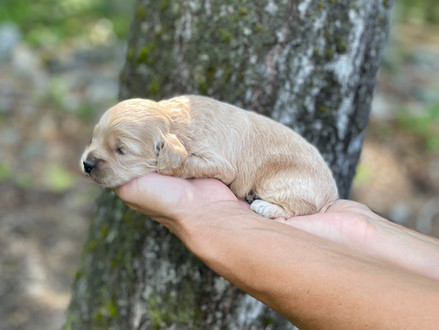 Buff male Cockapoo puppy lovingly held in the hands of the Chesley Hill Cockapoos family, for the pups 2 week photo shoot posed before moss covered trees and granite stone wall. He is being raised by Chesley Hill Cockapoos in NH, a family breeder of Cockapoo puppies just north of Boston, Massachusetts.